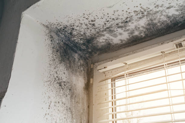 Affordable Crawl Space Mold Remediation solutions in Farmville, VA